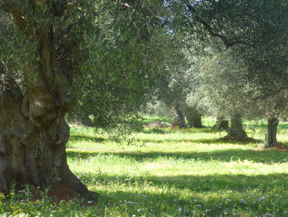 Olivo centenario in Puglia