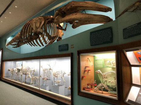 Bone Hall. Courtesy of Smithsonian's National Museum of Natural History