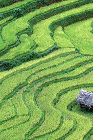 Terrazas de arroz en el distrito de Mu Cang Chai, provincia de Yen Bai, Vietnam. En las montañas de entre 1,000 y 2,000 metros sobre el nivel del mar, los agricultores de la etnia Hmong han cultivado arroz en terrazas durante cientos de años