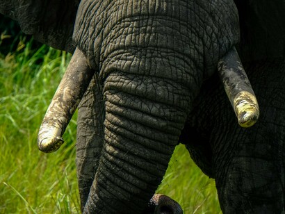 A close-up of an elephant’s weathered tusks, symbolizing the natural riches that attracted colonial powers and foreign interests