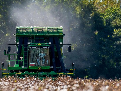 Plantação de algodão. Grandes marcas de luxo têm tentado encontrar um meio-termo, utilizando materiais raros e éticos para as suas coleções. Como por exemplo algumas marcas começaram a incorporar tecidos orgânicos, como algodão e linho cultivados sem o uso de pesticidas e fertilizantes químicos. Outras, como Stella McCartney, famosa pelo seu compromisso com a moda sem crueldade, já há anos se destacam por criar coleções sem o uso de peles ou couro animal, substituindo-os por alternativas vegetais ou sintéticas