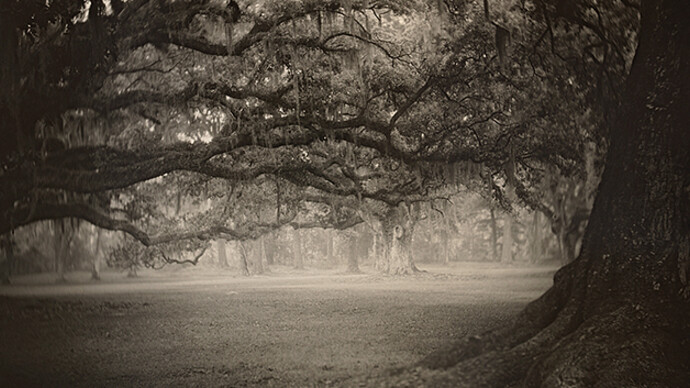Sally Mann, Deep South, Untitled (Fontainebleau), 1998, gelatin silver print, National Gallery of Art, Washington, Promised Gift of Stephen G. Stein Employee Benefit Trust. Image © Sally Mann


