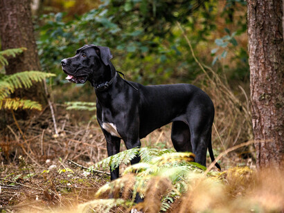 Un perro Gran Danés jugando en el bosque