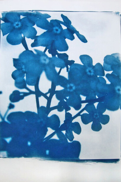 Elisabeth Scheder-Bieschin, Blume, cyanotype photogram, 2015, courtesy of the artist 