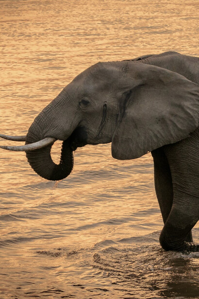 Un elefante si rinfresca in una laguna al tramonto