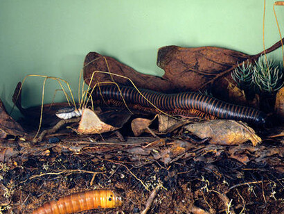 Hall of North American Forests. Courtesy of American Museum of Natural History