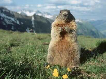 The vertebrate species are decreasing