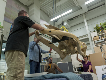 Hope for Humpbacks. Courtesy of Florida Museum of Natural History