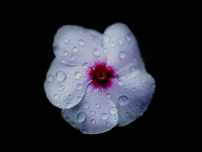 La flor interior