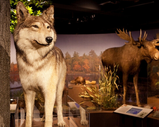 New England Forests. Courtesy of Harvard Museum of Natural History