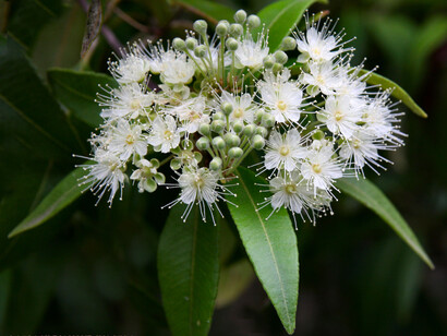 Fiori di Fragonia (Agonis fragrans)