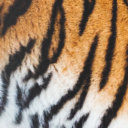 A tiger has many stripes