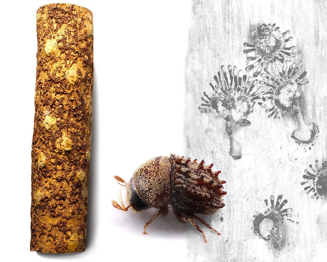Bark Beetle Calligraphy. Courtesy of Florida Museum of Natural History