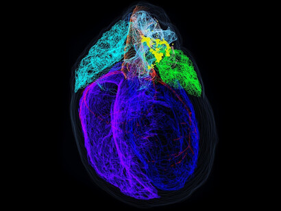 Mapa de el sistema neuronal del corazón