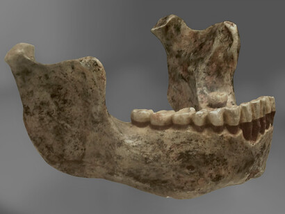 Mandibola di Mauer 1 (vista laterale)