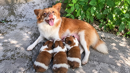On 28 June 2026, five boys allegedly killed Wang Wang and her three puppies in Jieyang, China