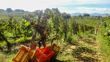 Vineyards in Tuscany