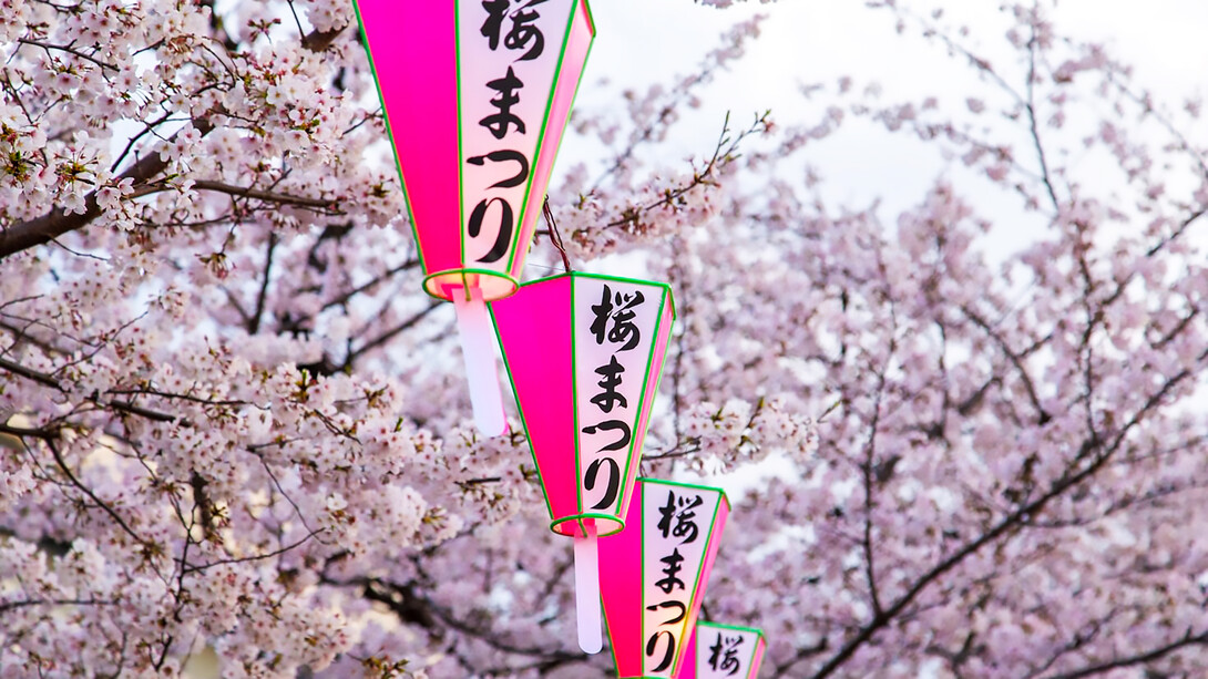 Pink Japanese lanterns adorn the vibrant cherry blossom trees in full bloom against the backdrop of Tokyo, Japan's picturesque landscape