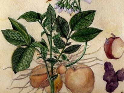 Disegno ad acquarello