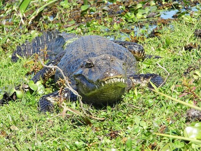 Caimán Yacaré, alerta en los Esteros del Iberá, Corrientes, Argentina