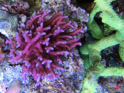 Zooxantelle