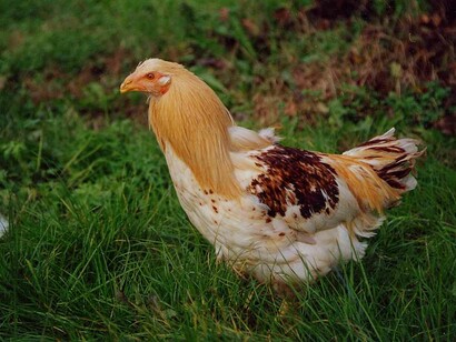 I problemi col pollame