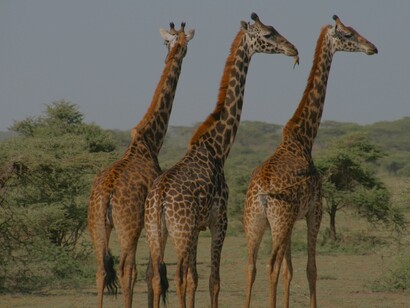 Girafas no Mikumi National Park, na Tanzânia