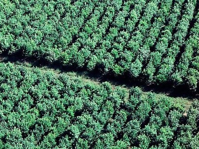 Yerba mate, yerba de los Jesuitas", árbol del mate, yerba del Paraguay, la yerba tiene muchos nombres. Plantación de arbustos de "Ilex Paraguariensis" o yerba mate, Corrientes, Argentina
