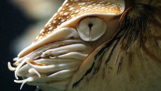 Acercamiento al ojo del Nautilus