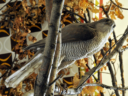 Natural assets, conservation. Courtesy of The Museum and Library of Hungarian Agriculture 