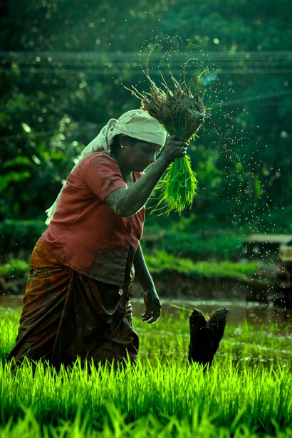 Woman harvesting crops