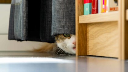 You never know what's lurking behind the curtains, best check it out and be at peace