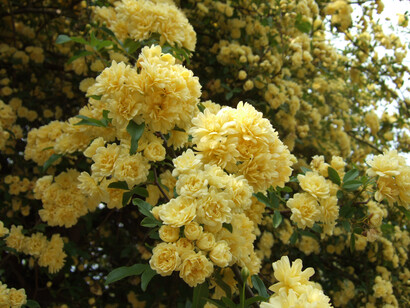Rosa banksiae var. lutea