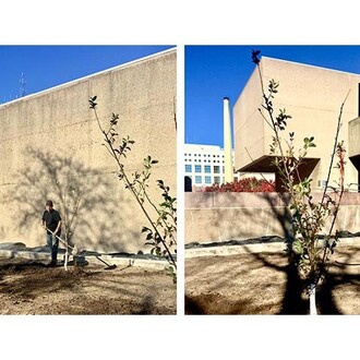 Tree of 40 Fruit. Courtesy of Everson Museum of Art