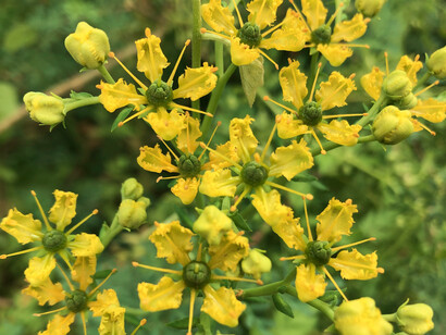 Ruda común, usada tradicionalmente como planta medicinal