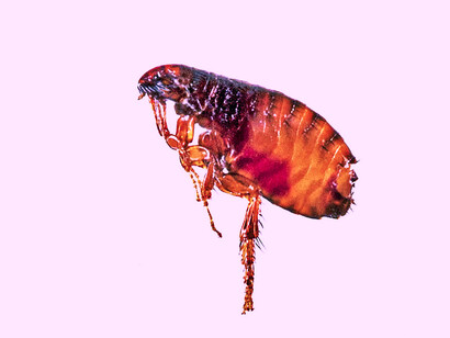 Pulga: posiblemente «Ctenocephalides canis» (Siphonaptera), foto de Charles Brewer Carías
