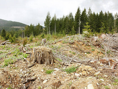 Stacked pine logs at the edge of a forest highlight the impact of logging and deforestation