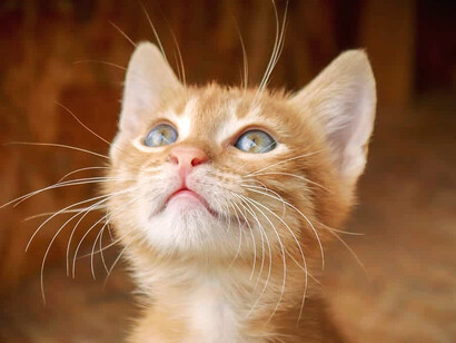 Cachorro de tabby naranja