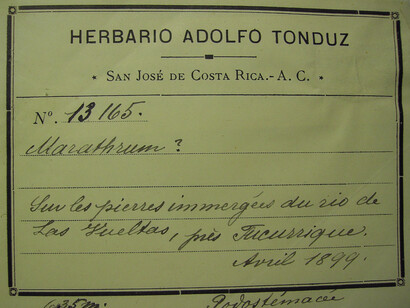  Boleta de herbario. Foto: Gregorio Dauphin
