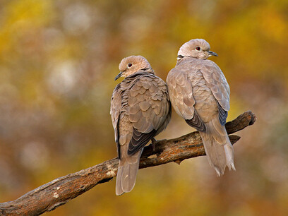 Eurasian Collared Dove © Rana and Sugandhi (belurs)