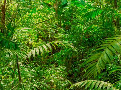 Ecological improvement: in the context of social and ecological justice, must be included in the redefinition of economic growth