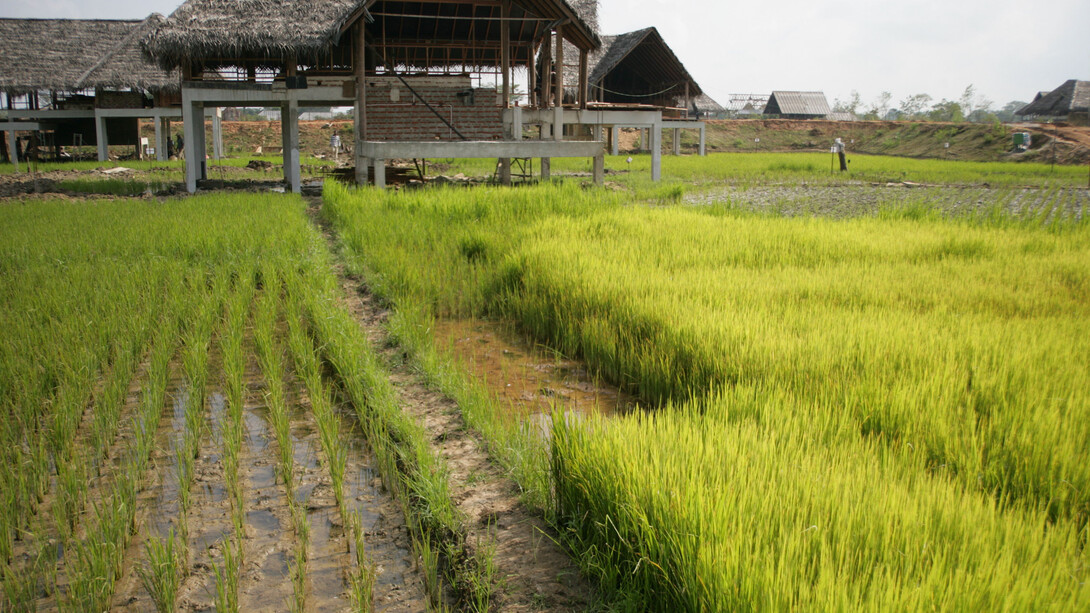 Rehabilitation of paddy fields during construction © Gehan de Silva Wijeyeratne