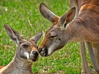 Kangaroo love © Jeff S. PhotoArt