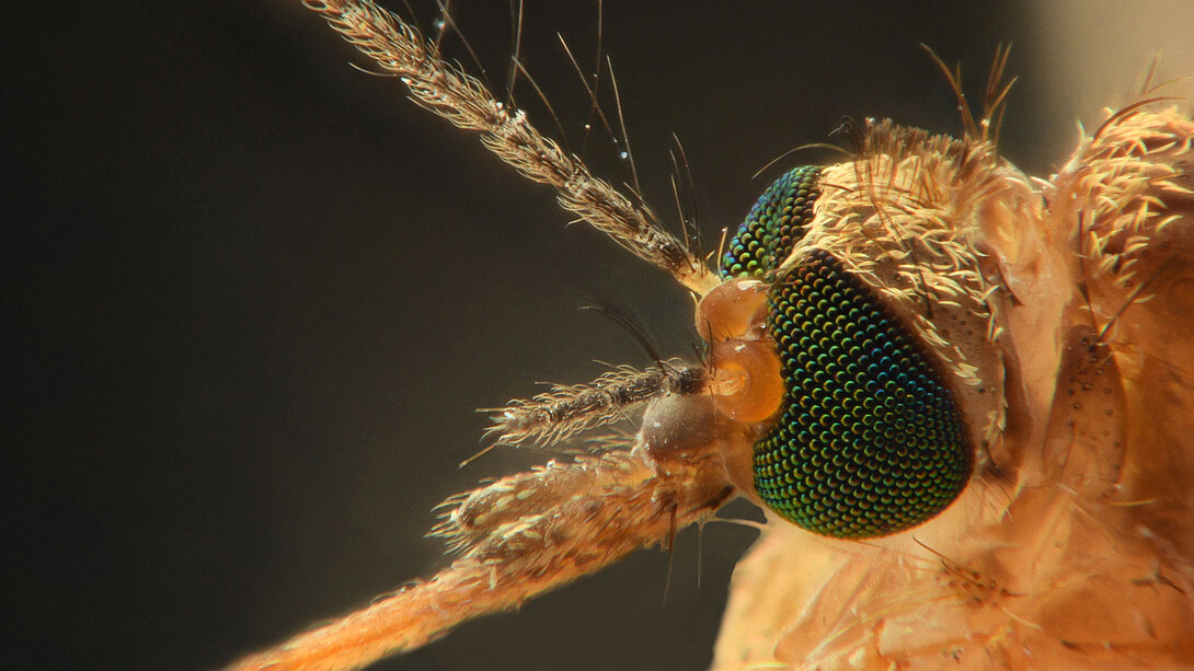 La malaria es causada por protozoos parásitos del género Plasmodium