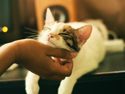 Coccole infinite