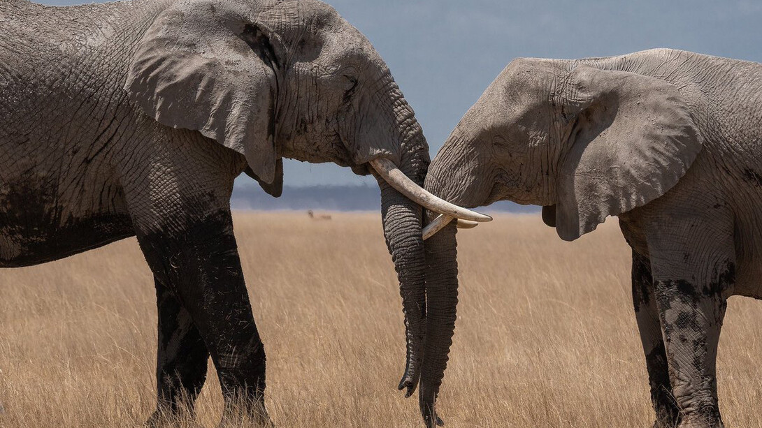 Wildlife Photographer of the year. Courtesy of ROM