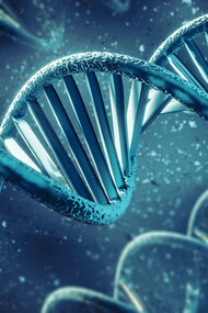 Dans l’enchaînement silencieux de l’ADN se joue l’articulation du hasard et de la nécessité : une information née de rencontres contingentes, mais dont l’ordre gouverne la fabrication du vivant