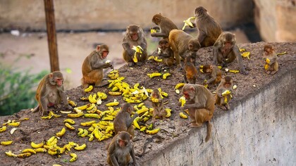 Monkeys eating in cooperation