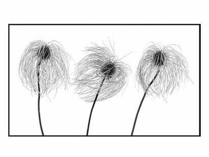 Botanical Study IV, Steve Russell, Giclee Print on Bamboo, Paper, Edition of 5