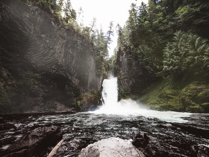 L’eau se change en… bois avec l'expérience de Jan-Baptist Van Helmont 